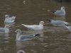 Black-headed Gull at Barling Rubbish Tip (Steve Arlow) (63225 bytes)